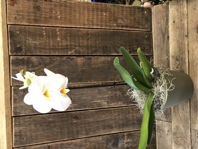 White Phalenopsis Orchid Plant 